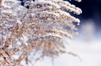 Прошедшая зима стала самой теплой за всю историю наблюдений в Узбекистане