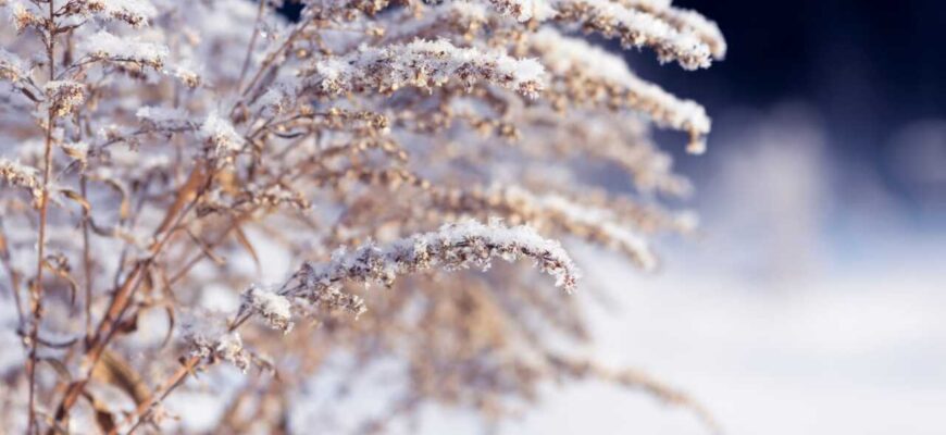 Прошедшая зима стала самой теплой за всю историю наблюдений в Узбекистане