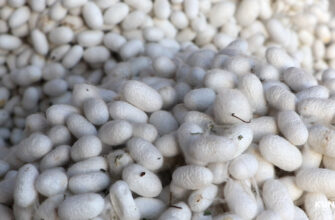 O‘zbekiston ipakchilik tarmog‘ini rivojlantirish uchun yangi subsidiya va imtiyozli kreditlar ajratiladi