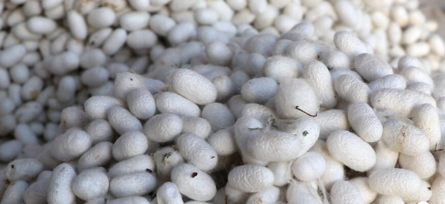 Шелководы Узбекистана получат новые субсидии и беспроцентные ссуды