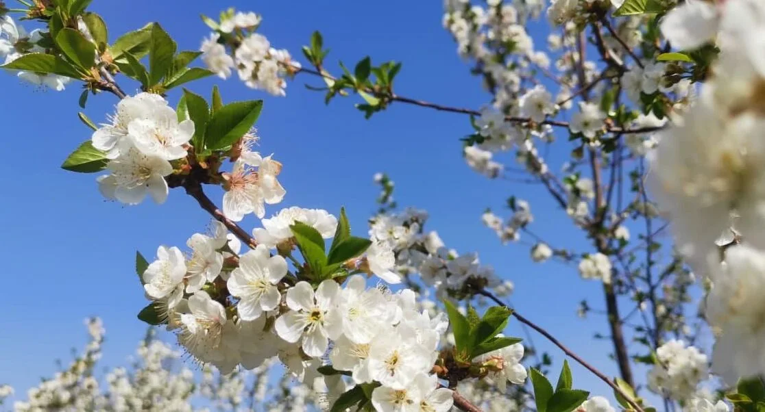 O‘zbekistonda havo harorati +15 darajagacha ko‘tariladi