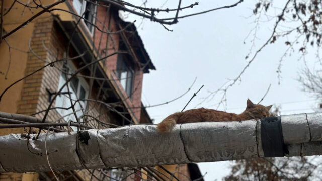 В семи районах Ташкента на пять дней отключат горячую воду