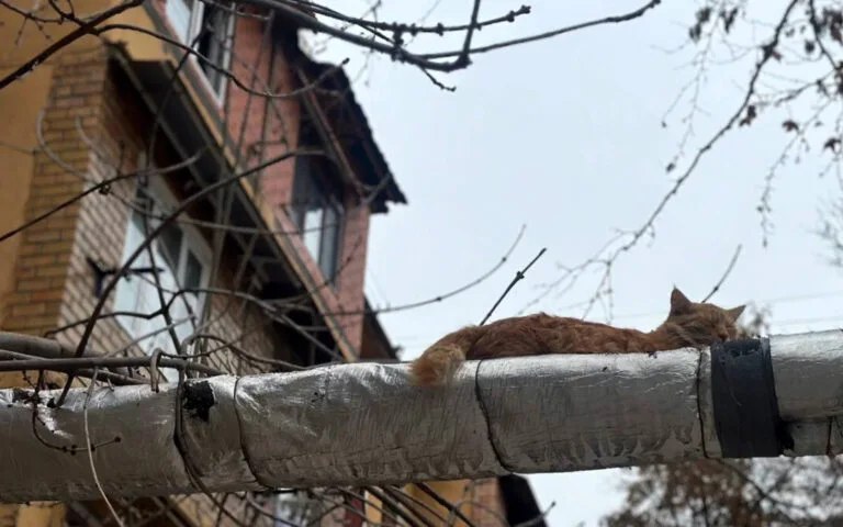 В семи районах Ташкента на пять дней отключат горячую воду