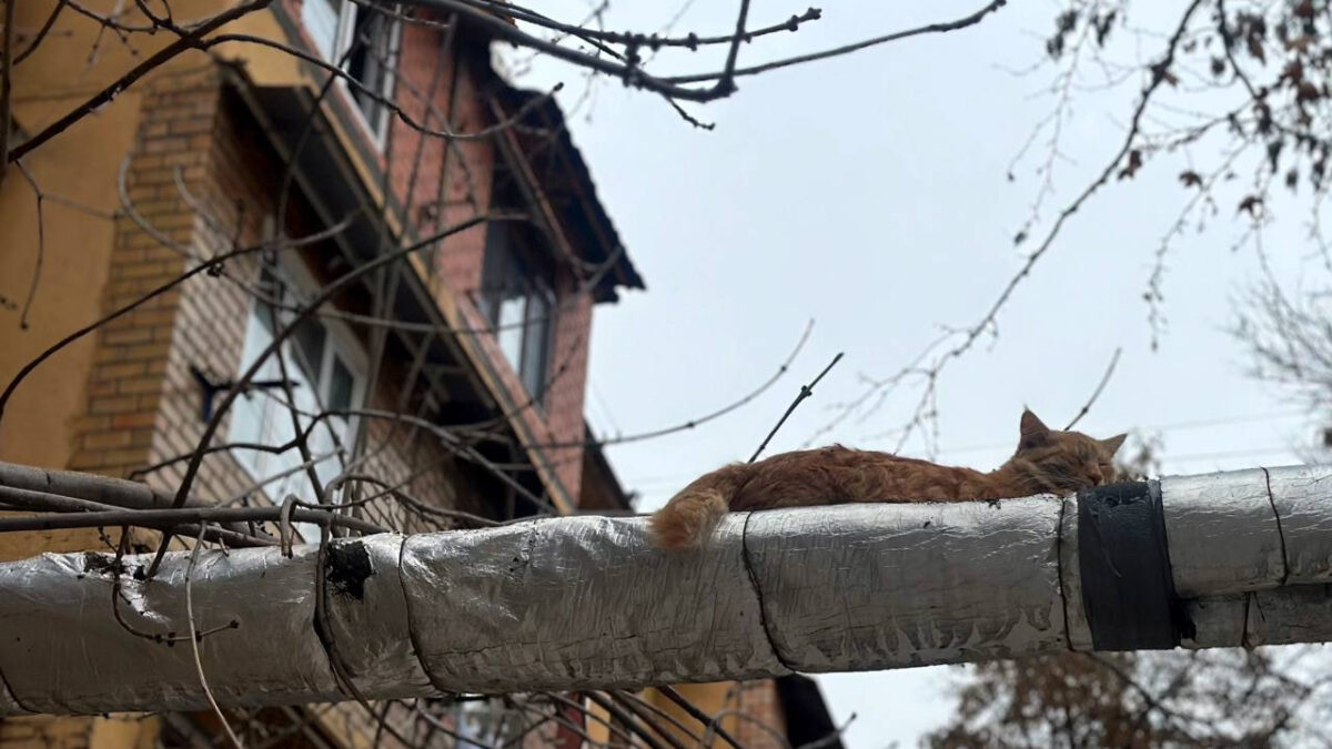 В семи районах Ташкента на пять дней отключат горячую воду