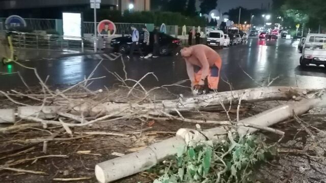 Непогода в Ташкенте спровоцировала массовое падение деревьев в нескольких районах