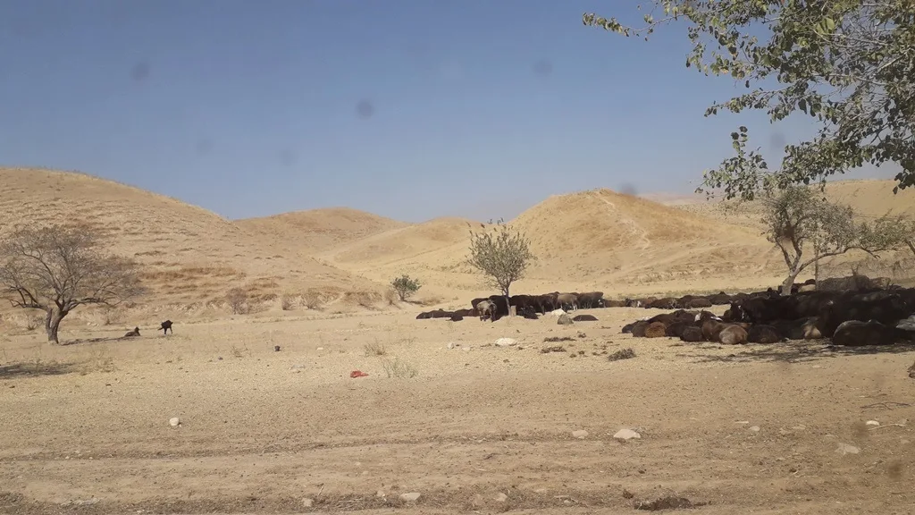 Markaziy Osiyoda 26 milliondan ortiq kishi qurg‘oqchilikdan aziyat chekmoqda — BMT
