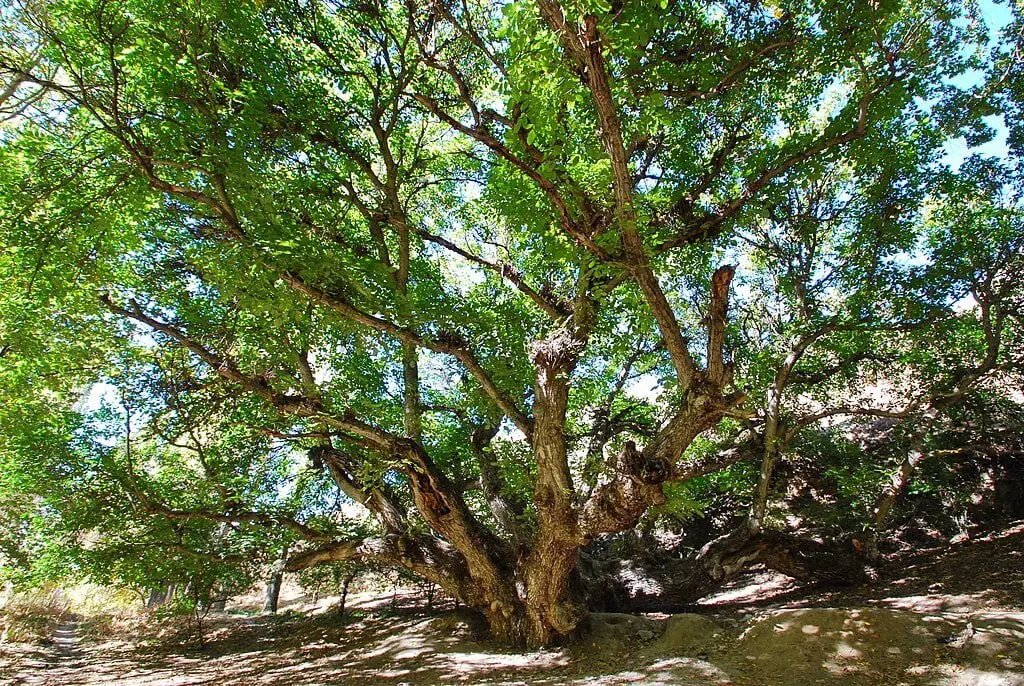 Ekologiya qo‘mitasi daraxtlar issiqdan qurib qolishiga befarq bo‘lmaslikka chaqirdi