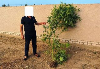 В Хорезме мужчина вырастил во дворе двухметровый куст каннабиса