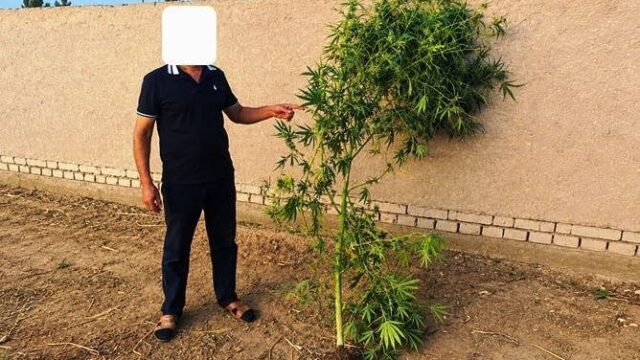 В Хорезме мужчина вырастил во дворе двухметровый куст каннабиса