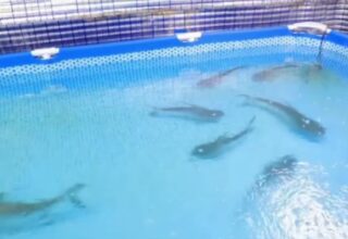 В Фергане подвал многоэтажки превратили в бассейн с акулами