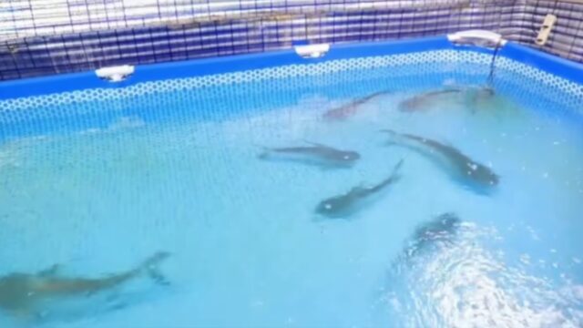 В Фергане подвал многоэтажки превратили в бассейн с акулами