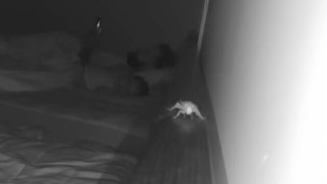 Toshkentda mehmonxona xodimlari mijozlarni videoga olib, qizga shahvoniy shilqimlik qildi