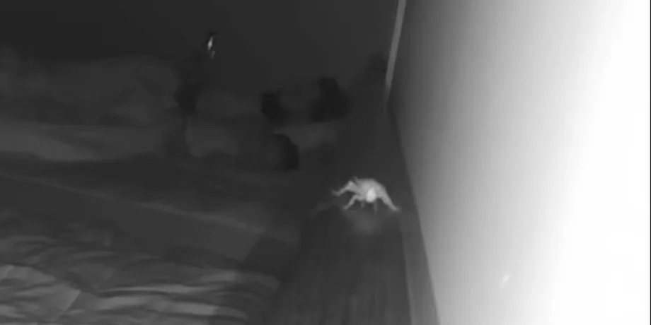 В Ташкенте сотрудники отеля сняли постояльцев на видео и приставали к девушке